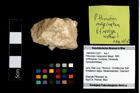 Foto (Objekt + Etikett) von Pithonoton marginatum (Meyer, 1842)  (NHMW-GEO-1990-0041-3331)